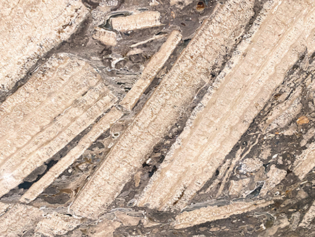 Arlecchino Italian Marble